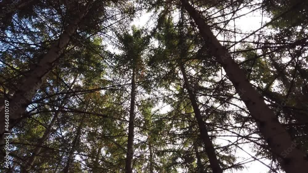 Moving view inside a mountain forest. Daylight penetrates the tall canopy of the trees. Moving view inside a mountain forest. Daylight penetrates the tall canopy of the trees.