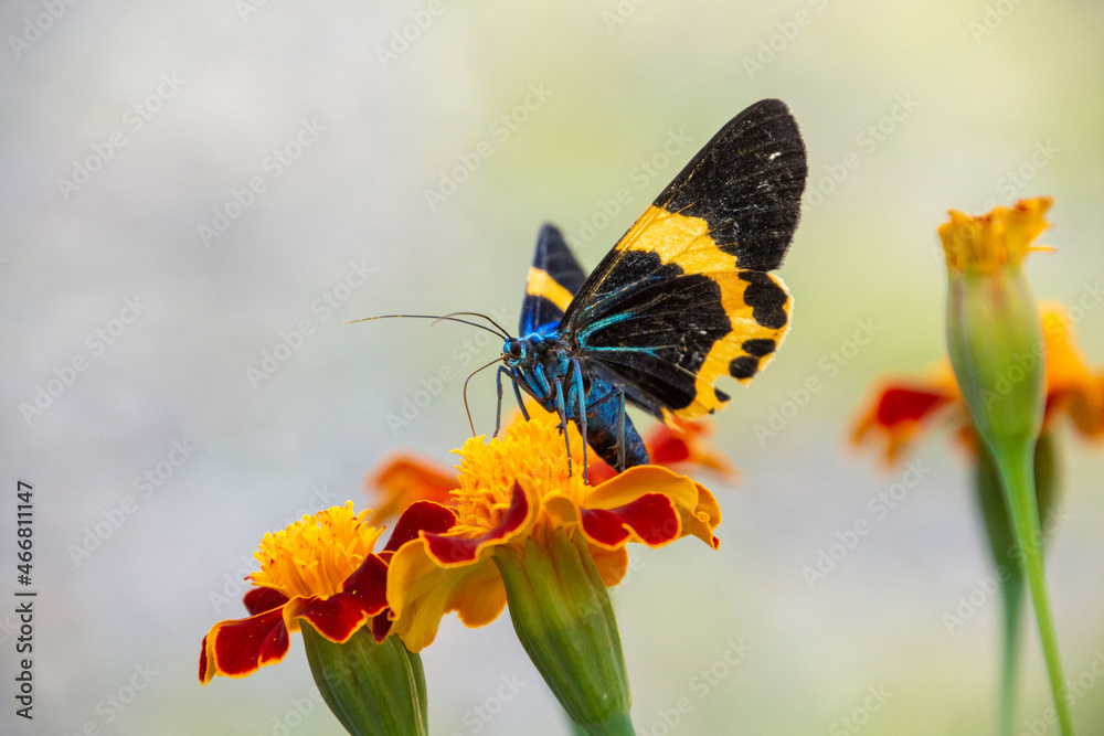 Obraz premium 花に群がる昆虫 鹿児島県 出水市