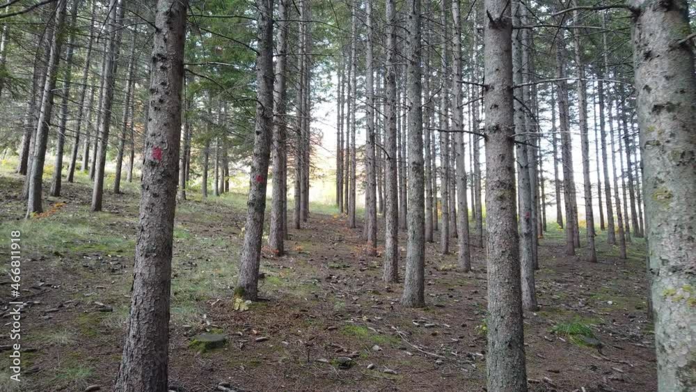 Moving view inside a mountain forest. Daylight penetrates the tall canopy of the trees. Moving view inside a mountain forest. Daylight penetrates the tall canopy of the trees.