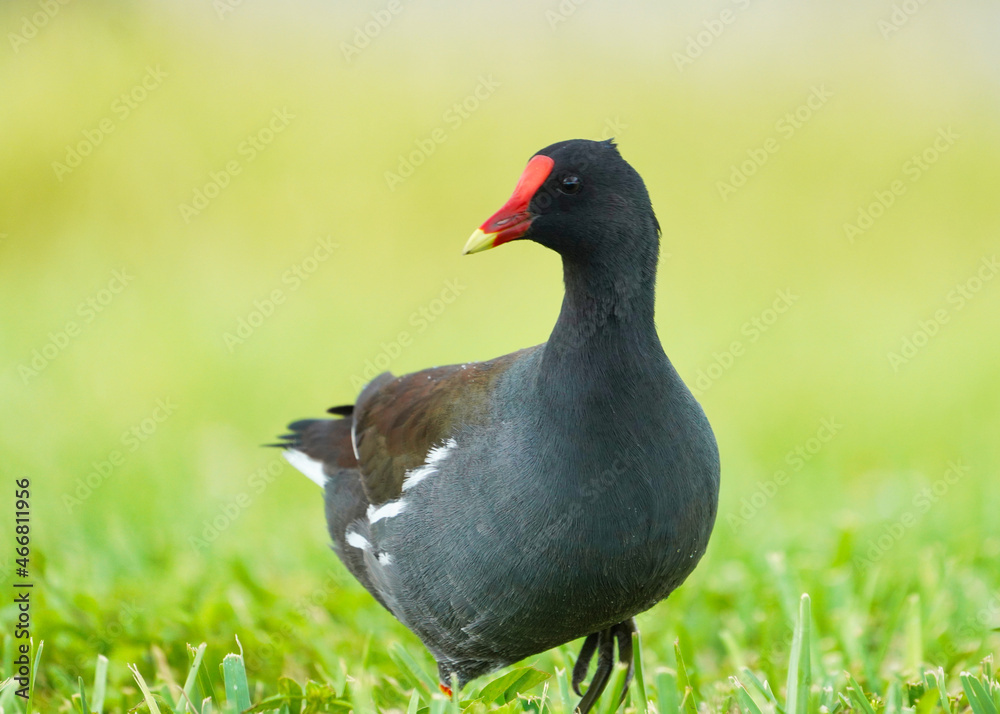 paloma, ave, animal, paloma, naturaleza, pico, fauna, emplumar, césped, gris, alas, negro, ave, gris, verde, emplumar, aparcar, ocular, administrar, retrato, inhospitalario, bragueta, roca, blanco, paloma, ave, animal, paloma, naturaleza, pico, fauna, emplumar, césped, gris, alas, negro, ave, gris, verde, emplumar, aparcar, ocular, administrar, retrato, inhospitalario, bragueta, roca, blanco,