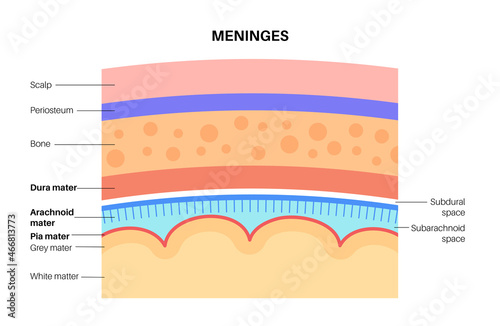 Meninges anatomy diagram photo