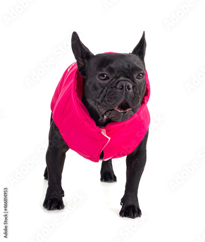 Portrait of a French Bulldog with a pink coat © emmapeel34