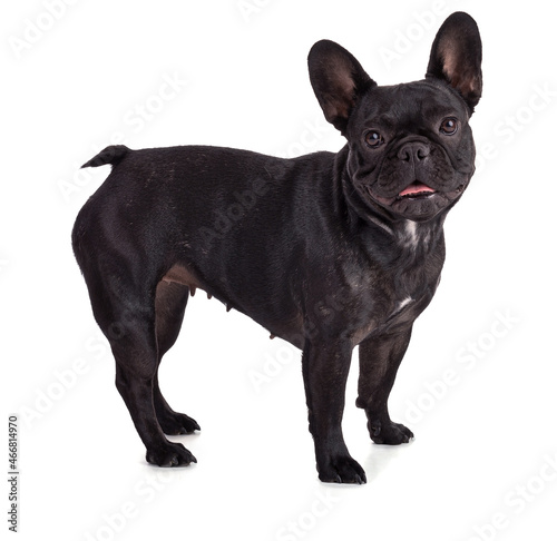 Portrait of a French Bulldog © emmapeel34