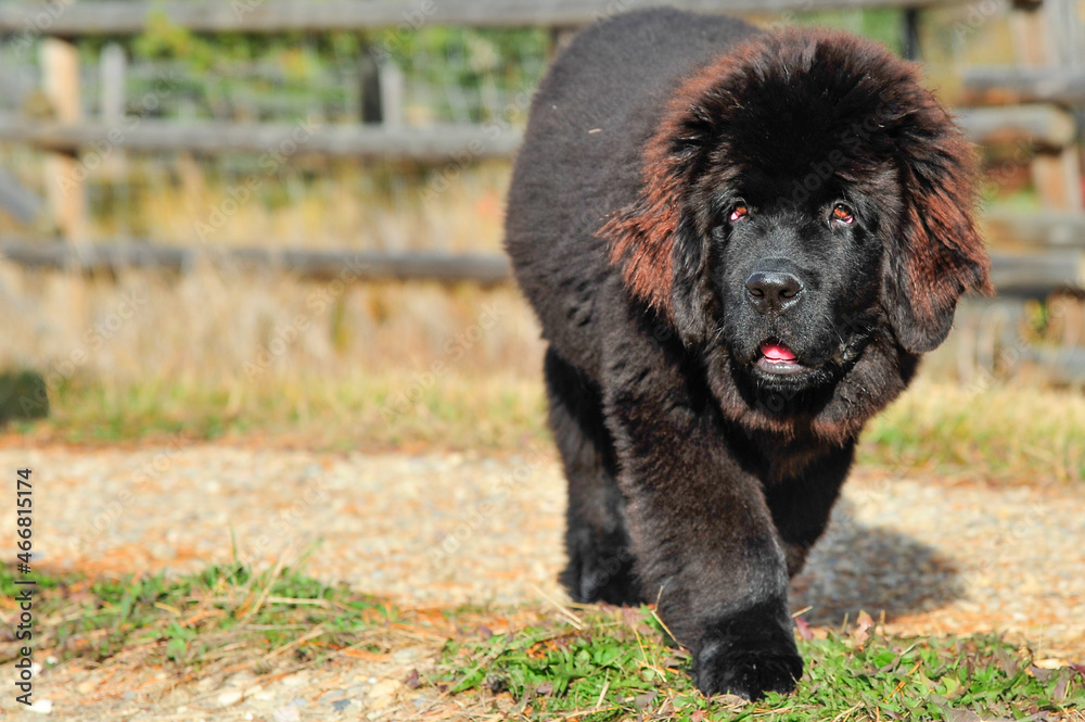 Black colored Newfoundland puppy walking on country road in summer Black colored Newfoundland puppy walking on country road in summer