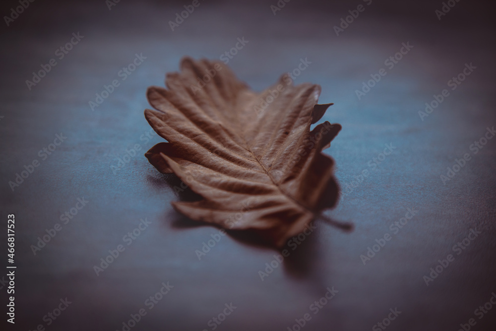 Brown oak leaf on a dark background Brown oak leaf on a dark background