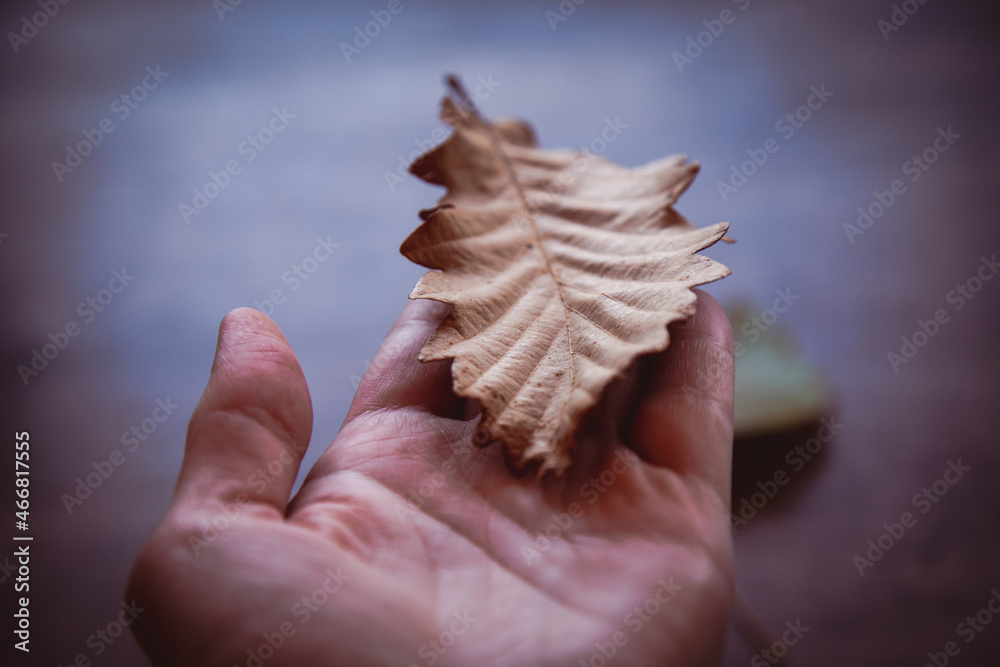 Obraz premium Oak leaf in hand