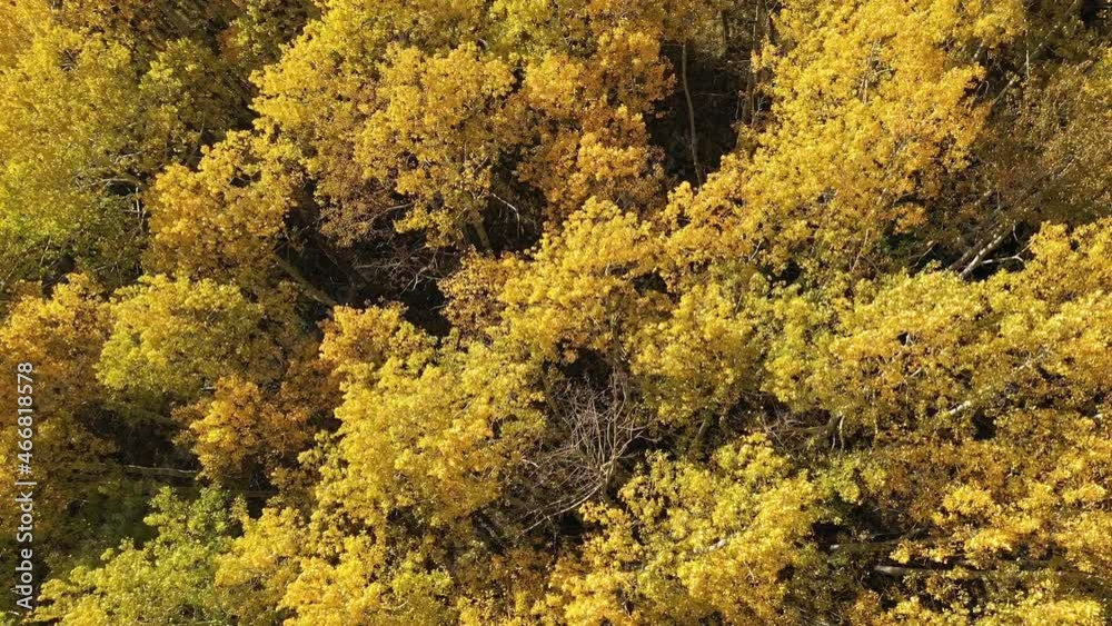 Aerial view looking down at tree leaves blowing in the wind during Autumn. Aerial view looking down at tree leaves blowing in the wind during Autumn.