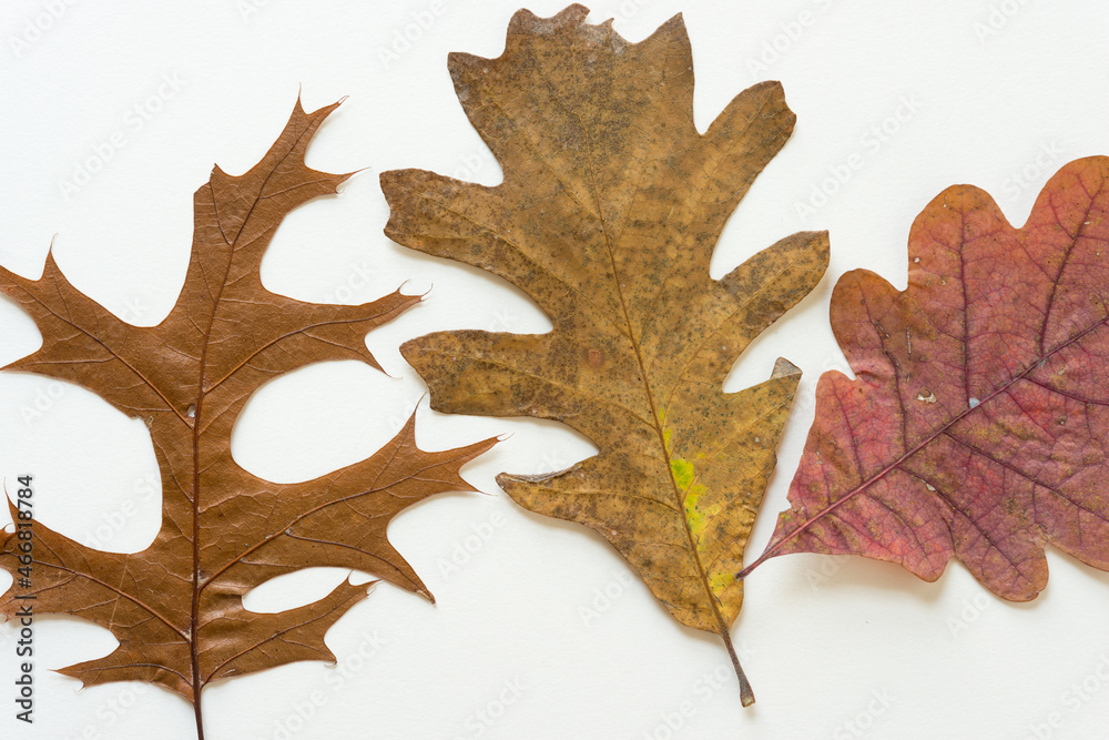 Fototapeta premium three varieties of oak leaves on white