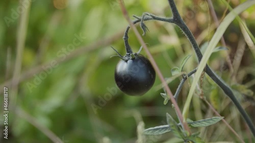 Black tomato grown ecologicaly in the garden photo