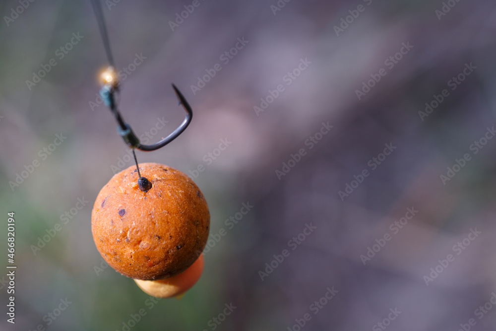 Carp fishing chod rig.The Source Boilies with fishing hook. Fishing rig for  carps,Carp boilies, corn, tiger nuts and hemp.Carp fishing food boilies.  Stock Photo