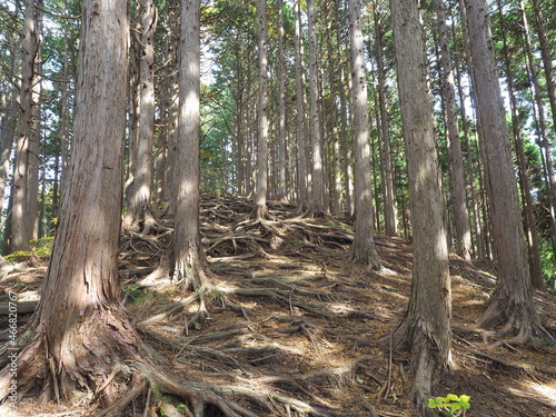 木の根の露出した植林帯 © nobota