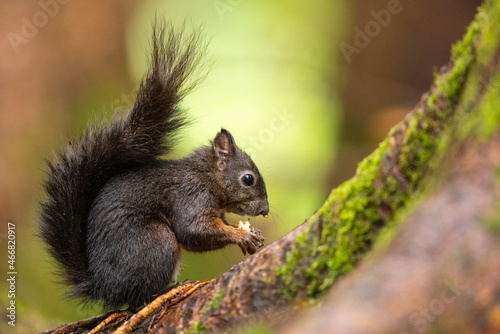 Eichhörnchen