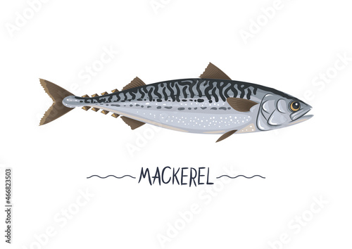 Mackerel fresh raw cartoon vector icon, sign, simbol. Scomber vector illustration, object, design element for package, label, menu. Isolated on white