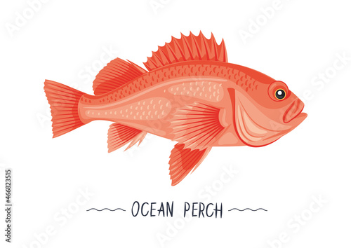 Ocean perch fresh raw cartoon vector icon, sign, simbol. Sea perch isolated object, illustration, gesign element for package, label, menu