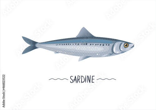 Sardine fresh raw cartoon vector icon, sign, simbol. Atlantic sardine vector illustration, object, design element for package, label. Isolated on white photo