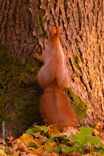 red squirrel climbing a tree © Paulina