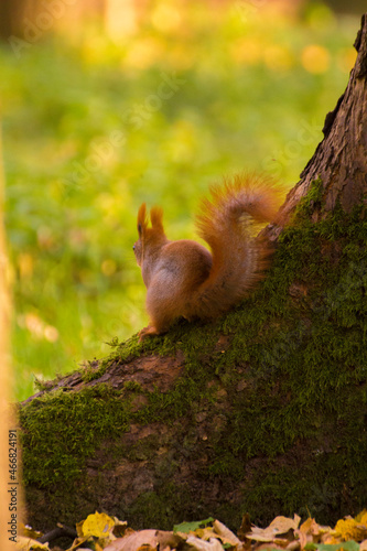 red squirrel sitting on a tree
