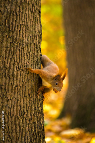 red squirrel eating a nut on a tree