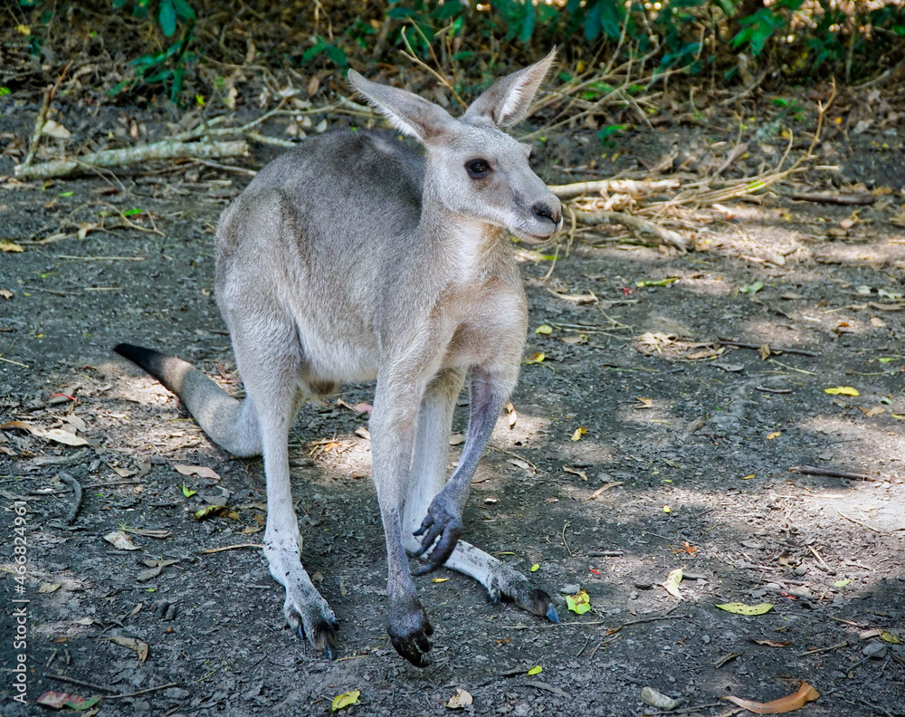 kangaroo standing in Cairns North Queensland
