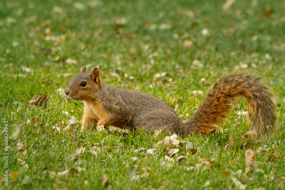 Fox squirrel, Sciurus niger, looking for food among leaves in grass. Also known as eastern or Bryant's fox squirrel. Urban wildlife. Largest species of tree squirrel in North America. Denver, Colorado Fox squirrel, Sciurus niger, looking for food among leaves in grass. Also known as eastern or Bryant's fox squirrel. Urban wildlife. Largest species of tree squirrel in North America. Denver, Colorado