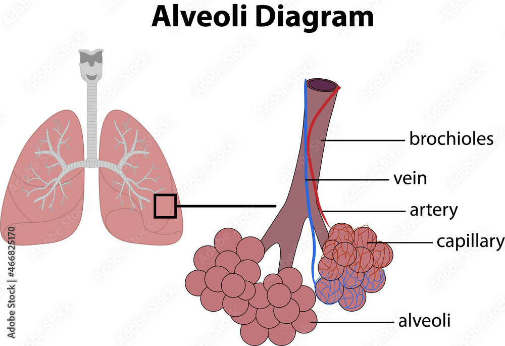 Lung Alveoli Diagram