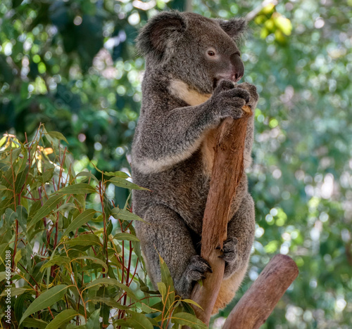 Koala hanging on to a eucalyptus tree branch