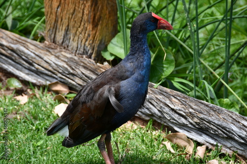 Purple Swamphen Western Australia bird