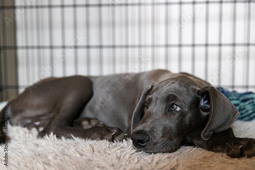 Great Dane puppy resting in her kennel crate.  photo