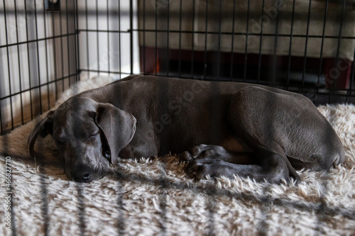 Great Dane puppy dog sleeping in her crate or kennel