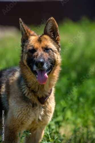 blind german shepherd dog at animal shelter © Evdoha