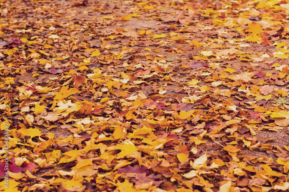 Autumn yellow and red leaves Background and texture