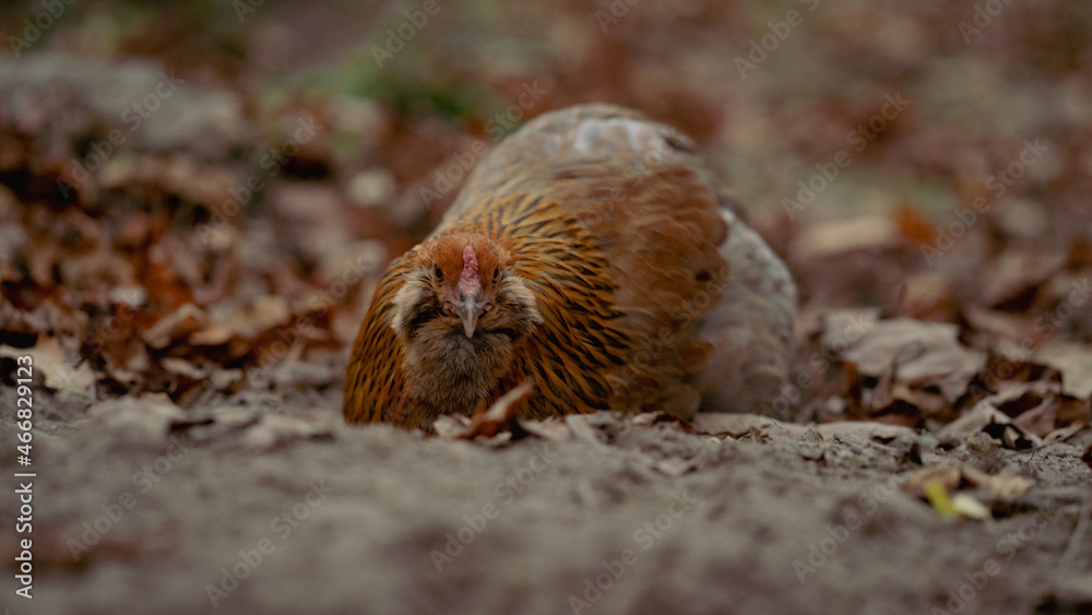 hen hen