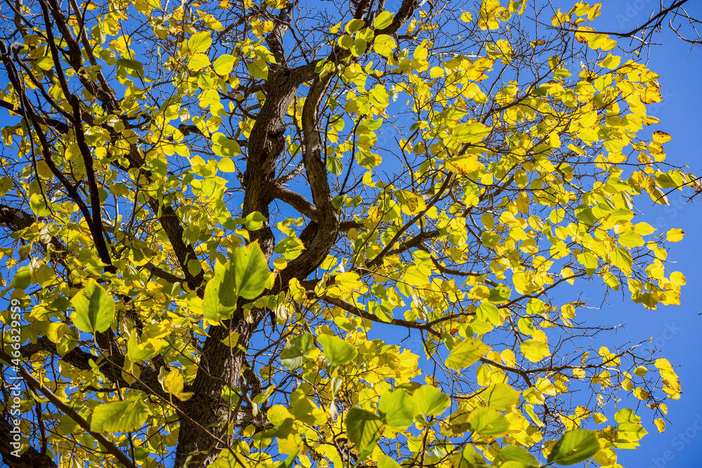 Fototapeta premium Close up shot of yellow leaves in Boiling Springs State Park