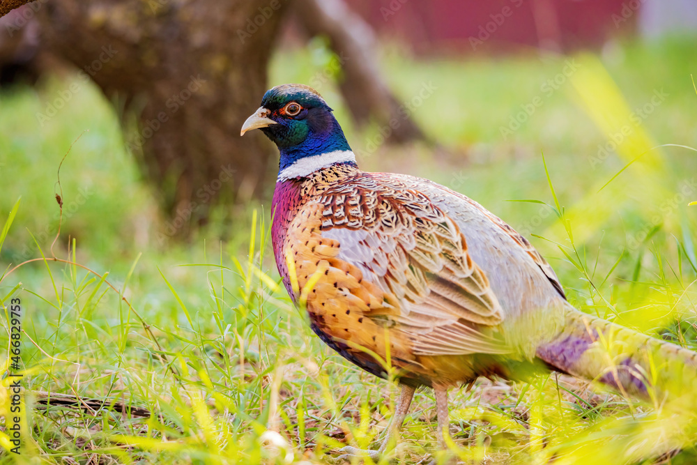 Close up shot of male Ring Necked Pheasant Close up shot of male Ring Necked Pheasant