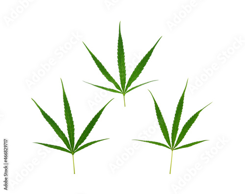 Fototapeta Naklejka Na Ścianę i Meble -  Cannabis leaf, marijuana isolated over white background