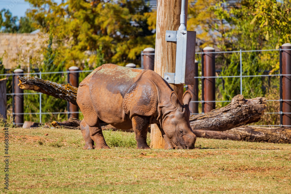 Fototapeta premium Close up shoot of a Rhinoceros without horn