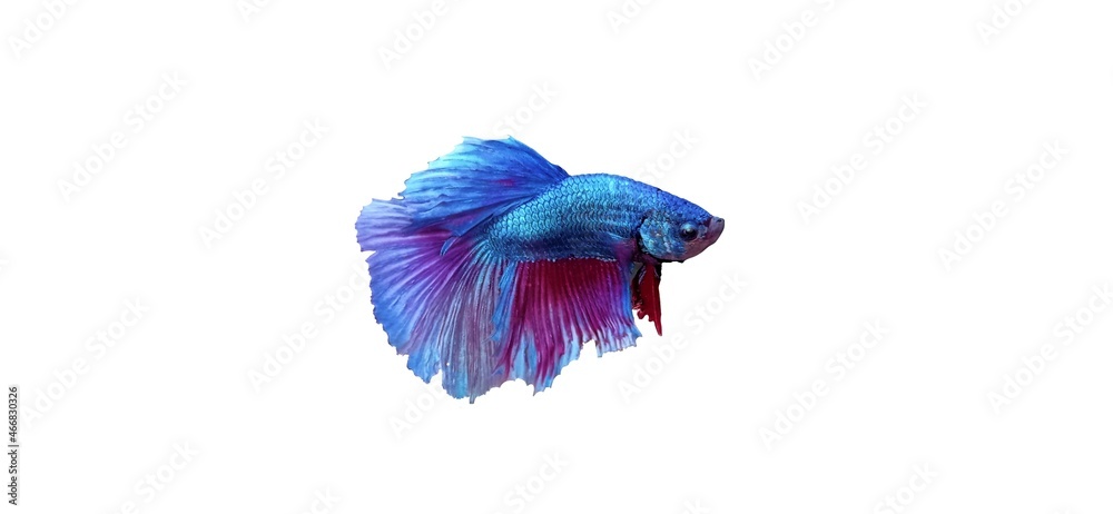 Betta fish Betta fish