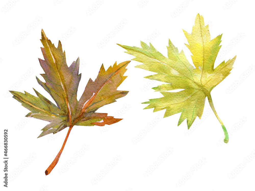 Autumn maple leaves.Image on a white and colored background. Autumn maple leaves.Image on a white and colored background.