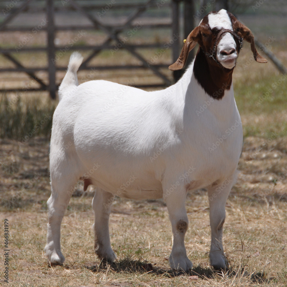 Beautiful female Boer Goats on the farm