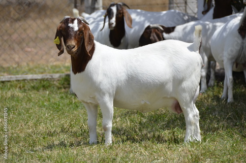 Fototapeta Naklejka Na Ścianę i Meble -  Beautiful female Boer Goats on the farm