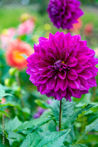 Dahlia