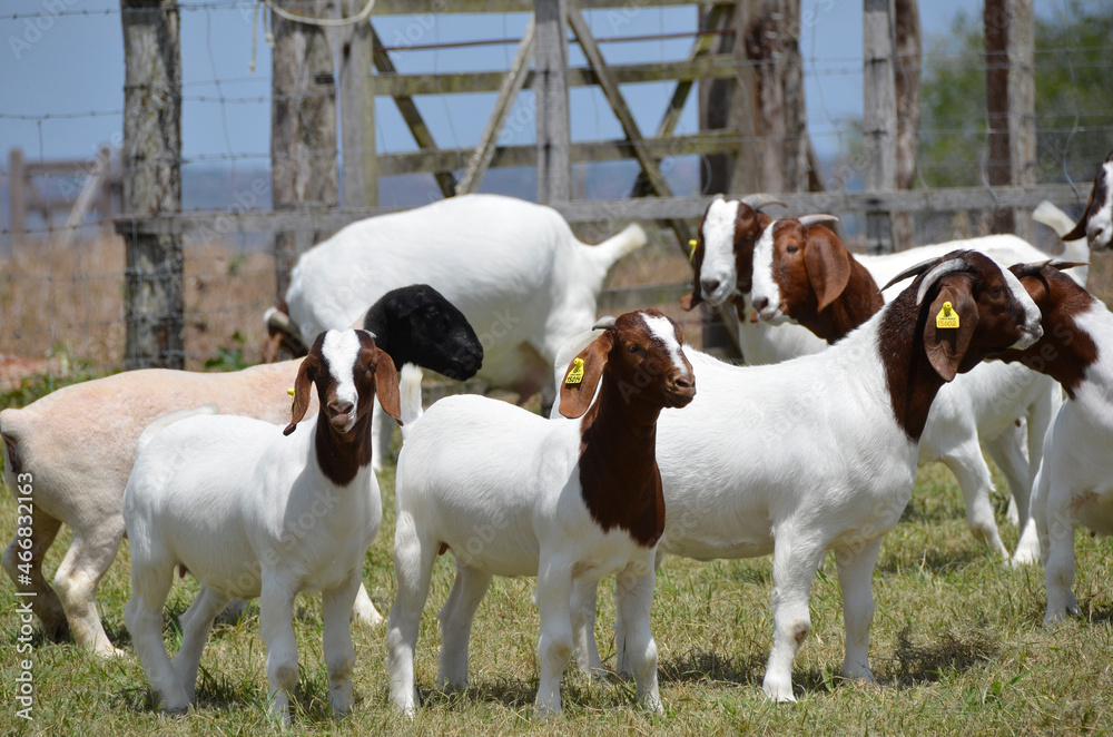 A group of great Boer goat grazing on the farm's green pastures. A group of great Boer goat grazing on the farm's green pastures.