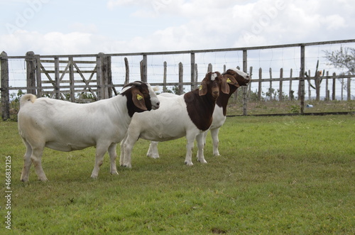 Beautiful female Boer Goats on the farm
