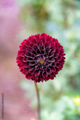 Dahlia