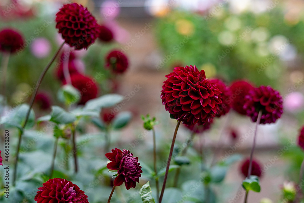 Dahlia Dahlia