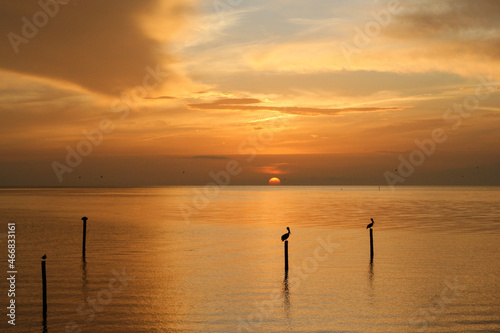 sunset over the sea , with the sun setting in the background, and silhouettes of birds with reflections in the water, orange tones.
