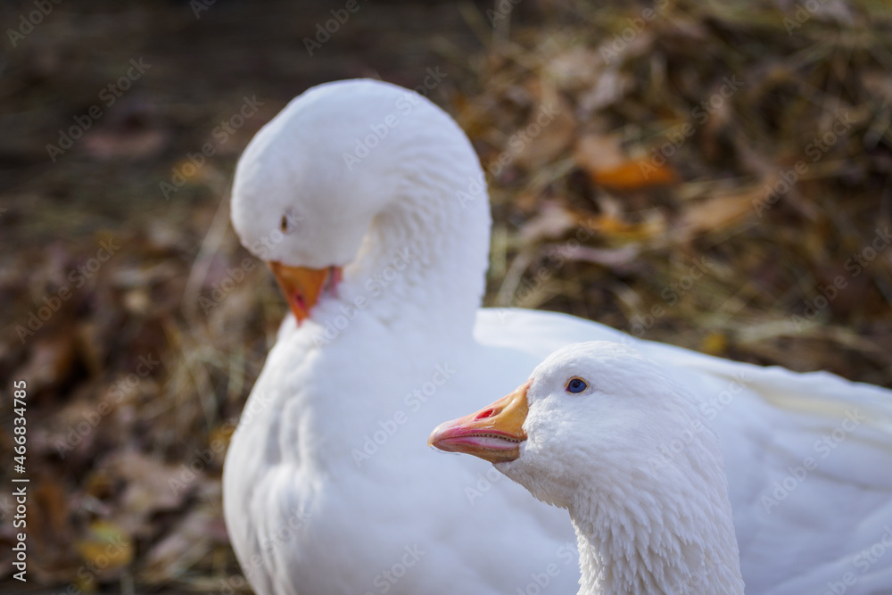 White goose with a short beak. White goose with a short beak.