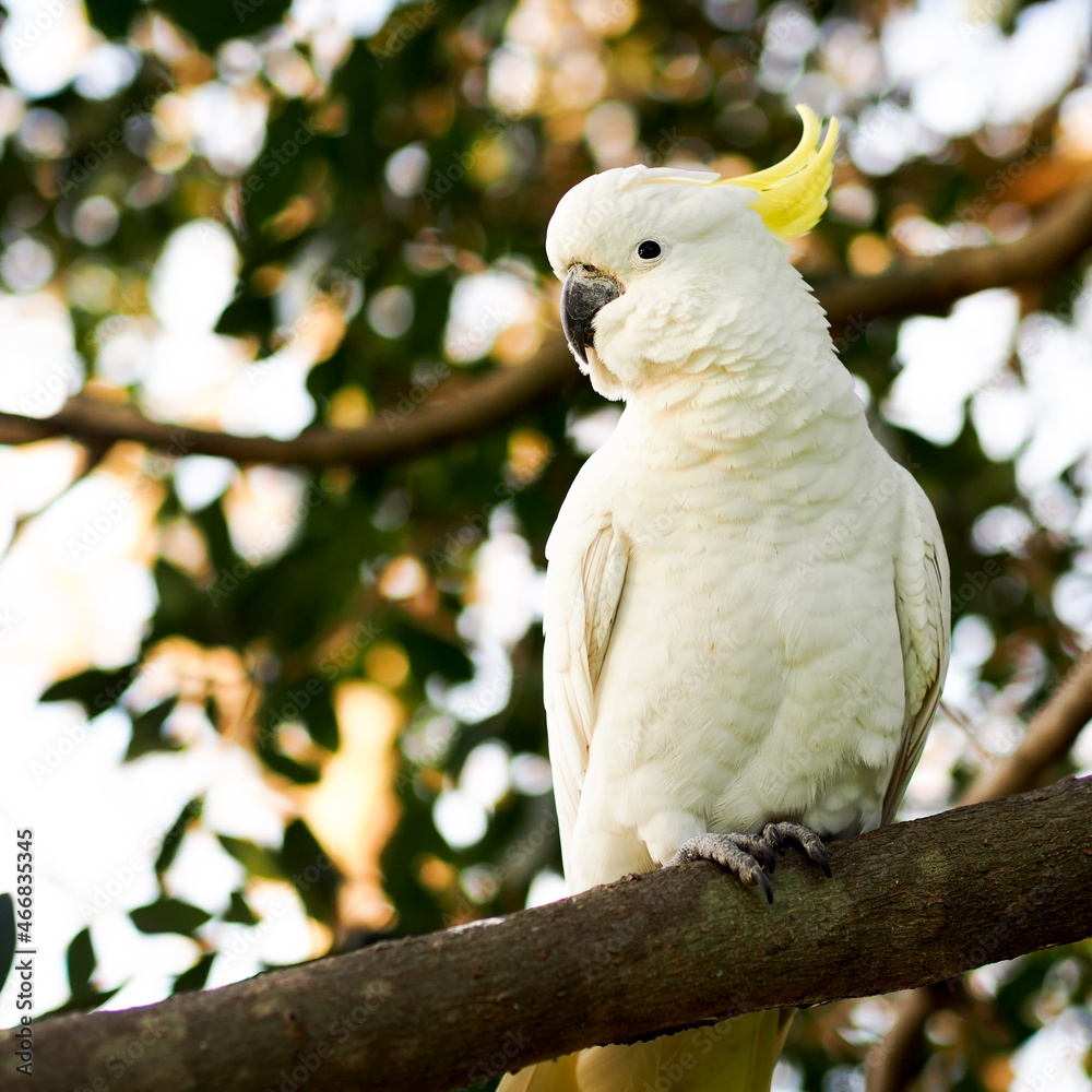 Australian Sulfur crested Cockatoo sitting on eucalyptus tree branch against out of focus background. Australian Sulfur crested Cockatoo sitting on eucalyptus tree branch against out of focus background.