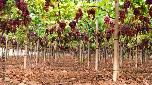 Vineyard of black table grapes 3
