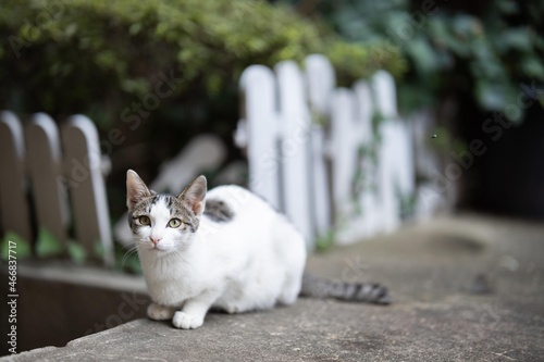 Valokuva alley cat